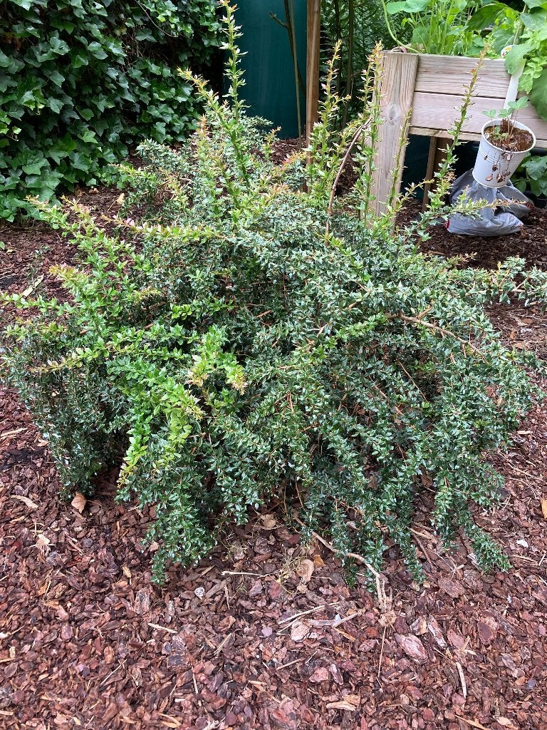 gratis struik, Ilex aquifolium 'Bacciflava' (Gele beshulst), Tuin en Terras, Ophalen, Hulst, Struik, 100 tot 250 cm