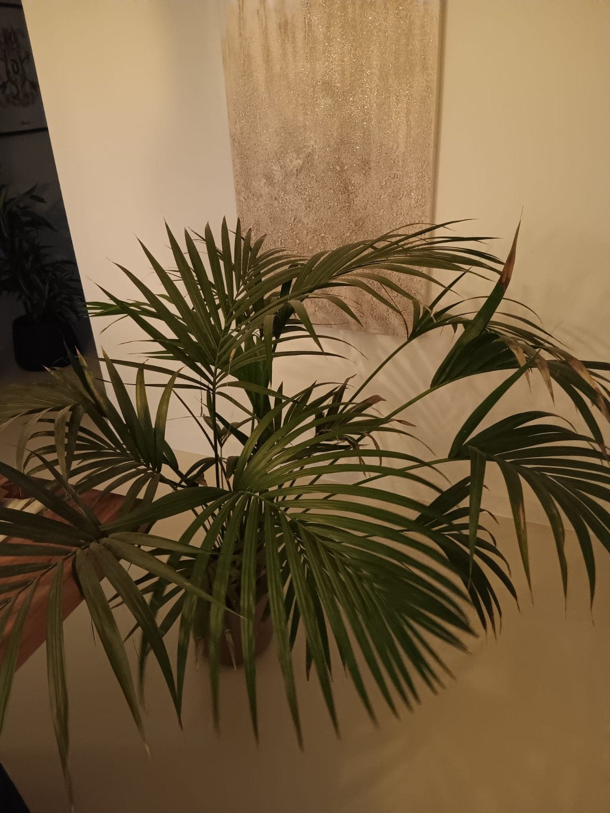 Palmier Kentia avec pot, Enlèvement, Palmier