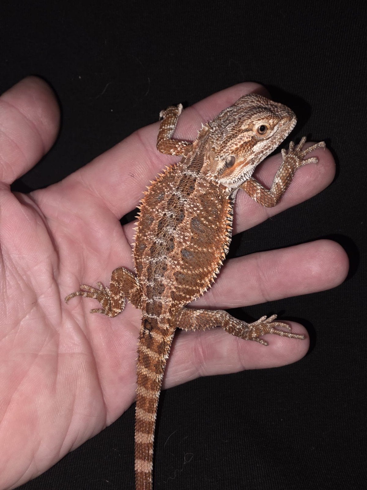 dark red monster baardagaam-mannetje, Dieren en Toebehoren, Hagedis, Tam, 0 tot 2 jaar