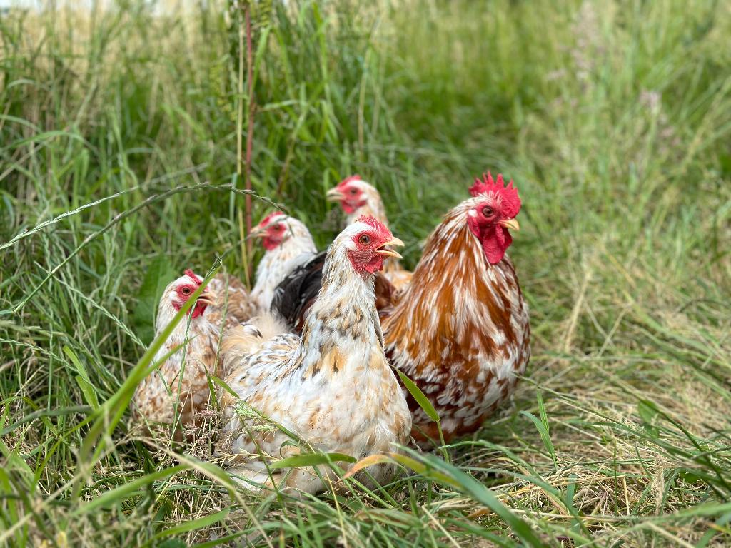 Cochin kriel kip porselein blauw getekend, gesekst + ingeënt, Femelle, Poule ou poulet