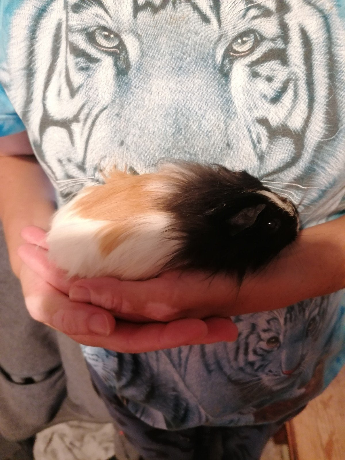 Cavia's zusjes, Animaux & Accessoires, Rongeurs, Juin, Femelle, Cobaye