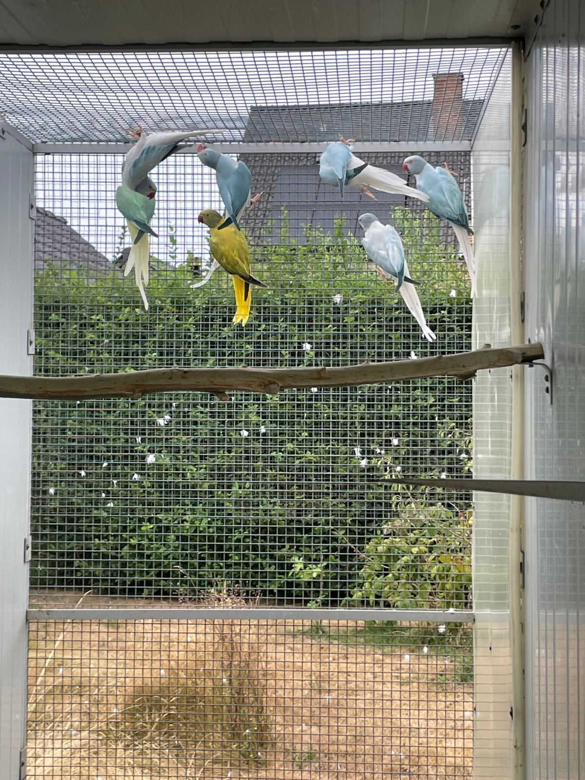 Halsbandparkieten 2025, Dieren en Toebehoren, Vogels | Parkieten en Papegaaien