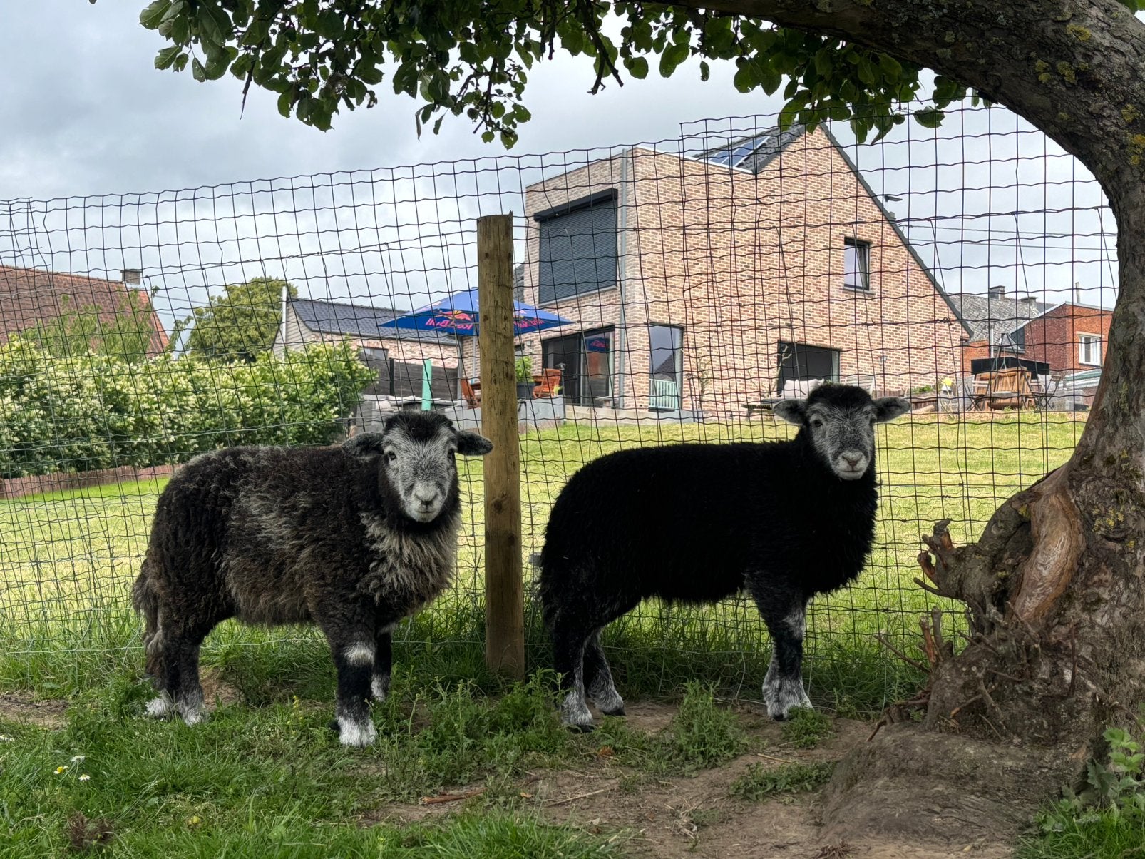 2 herdwick ooitjes