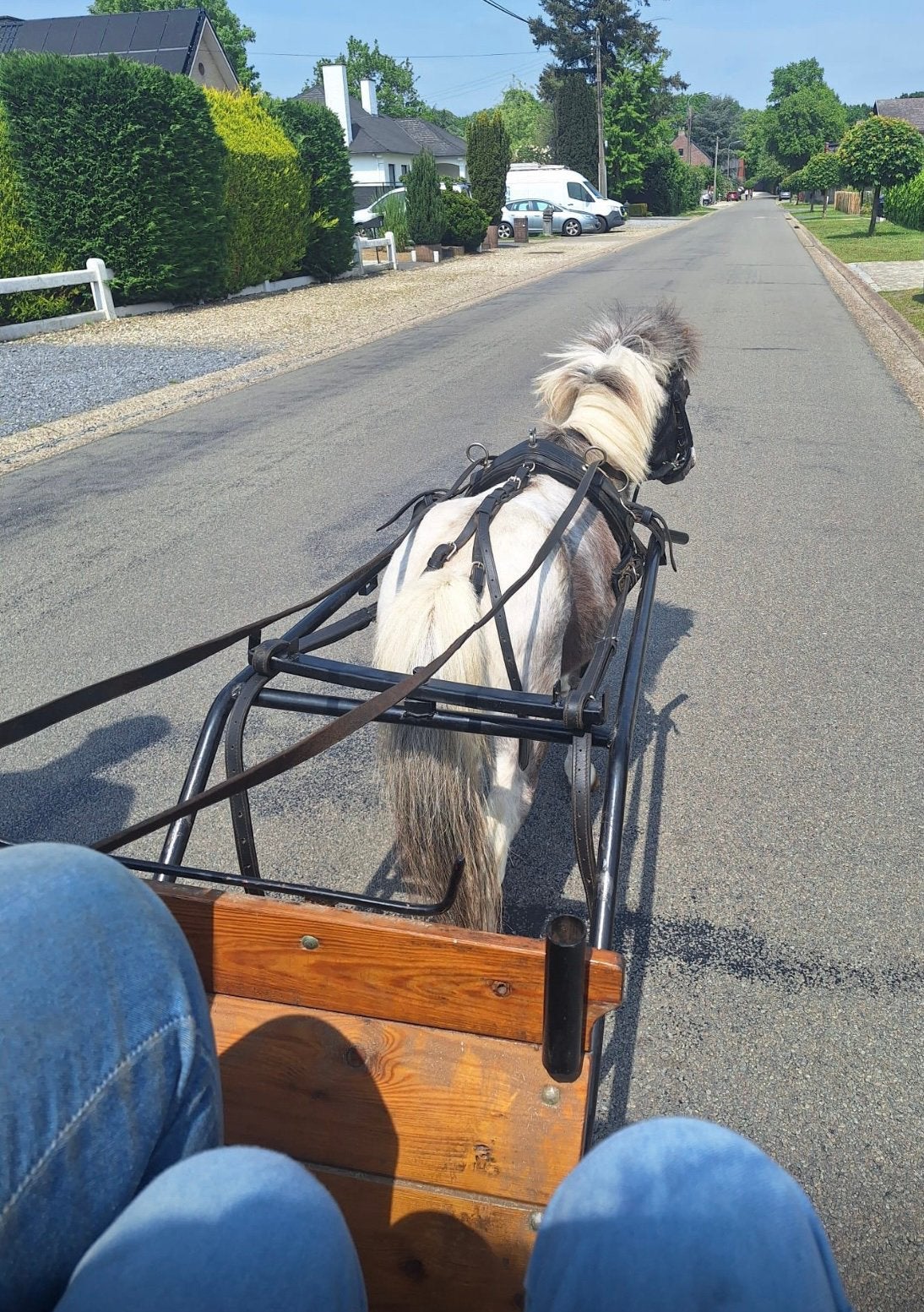 Shetlander ruin met koets, Met stamboom, Ruin, Zadelmak, 11 jaar of ouder