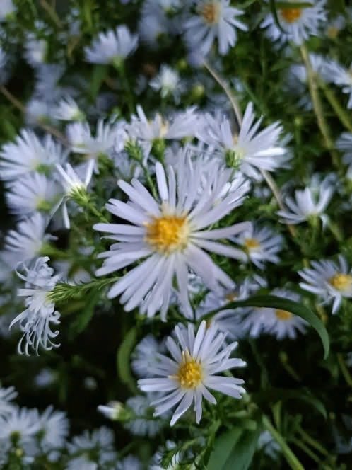 Iemand interesse in veel herfstasters volgend jaar ?0,25cent, Volle zon, Vaste plant, Herfst, Ophalen