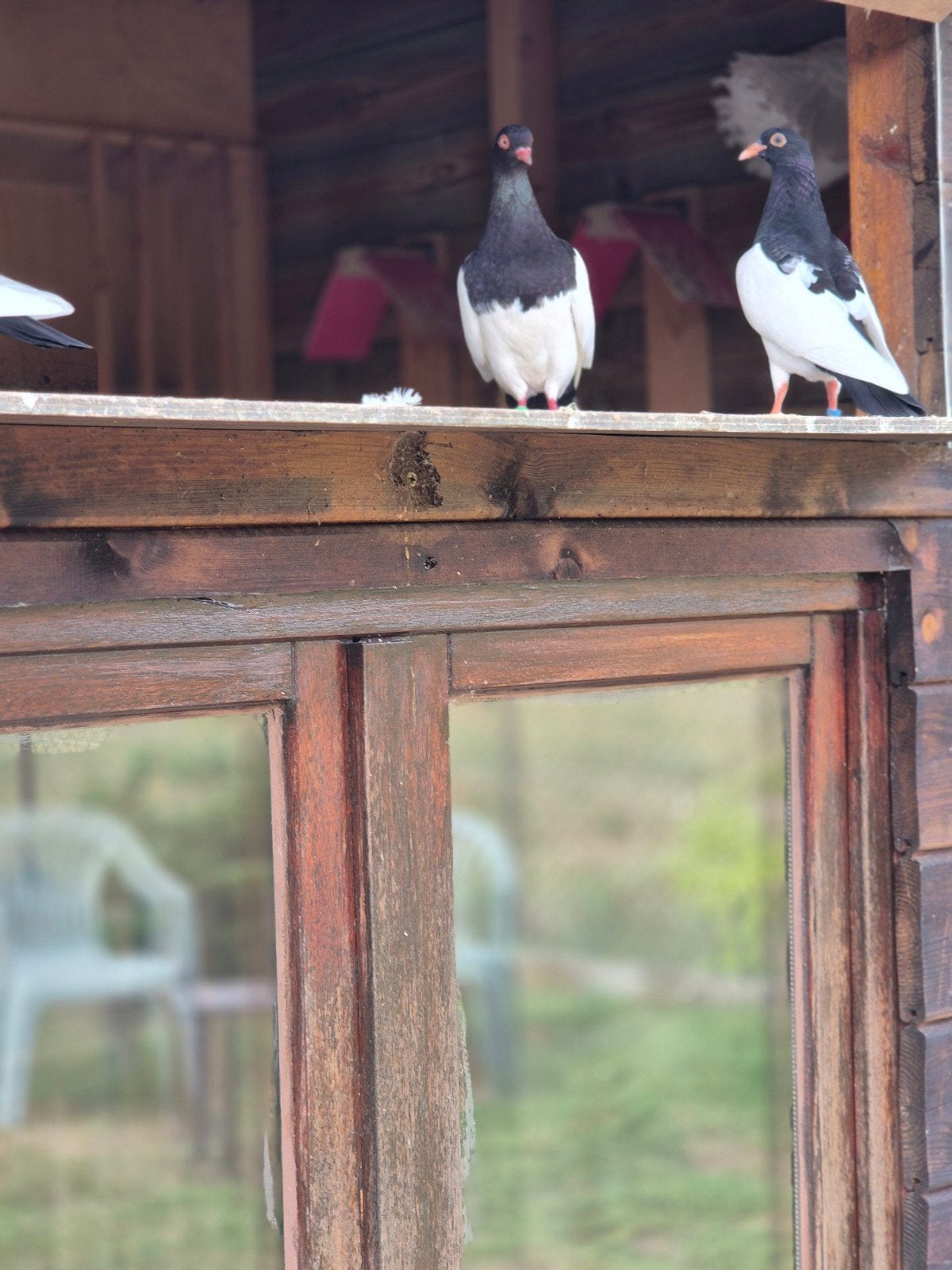 belle paire de gobelets Magpie à vendre, Animaux & Accessoires