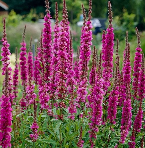 Lythrum sallicaria of Kattenstaart, Ophalen, Zomer, Vaste plant, Halfschaduw