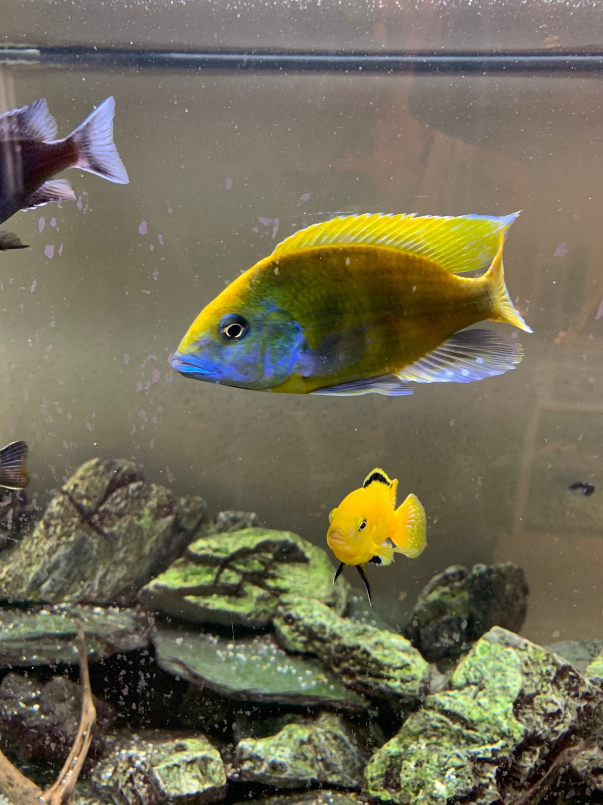 Cichliden, Dieren en Toebehoren