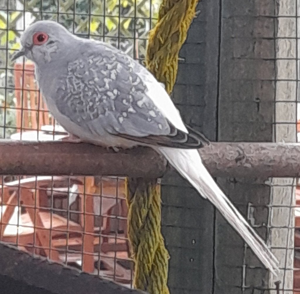 colombe diamantée, Plusieurs animaux, Oiseau chanteur sauvage, Domestique