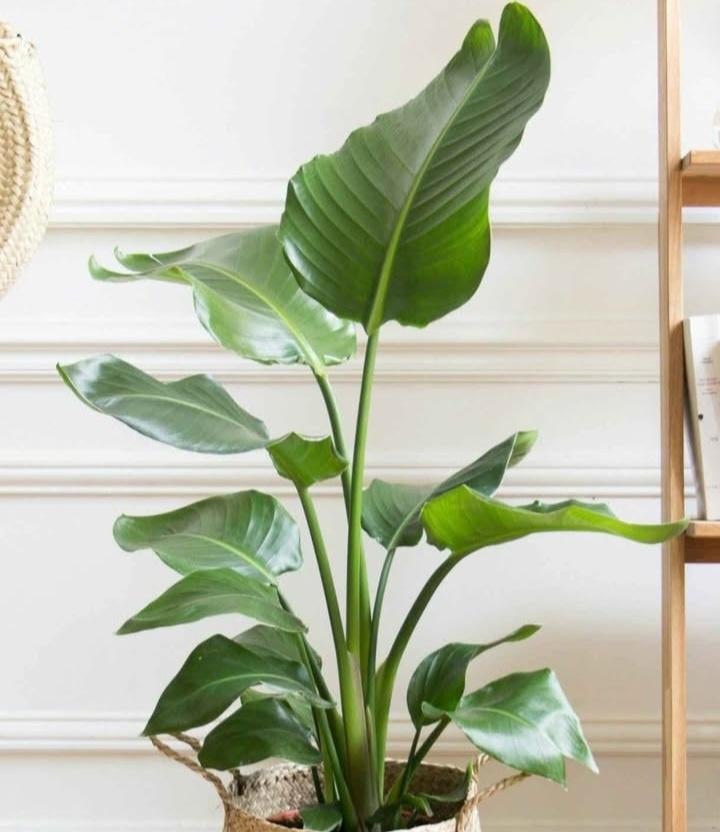 Strelitzia nicolai, Enlèvement