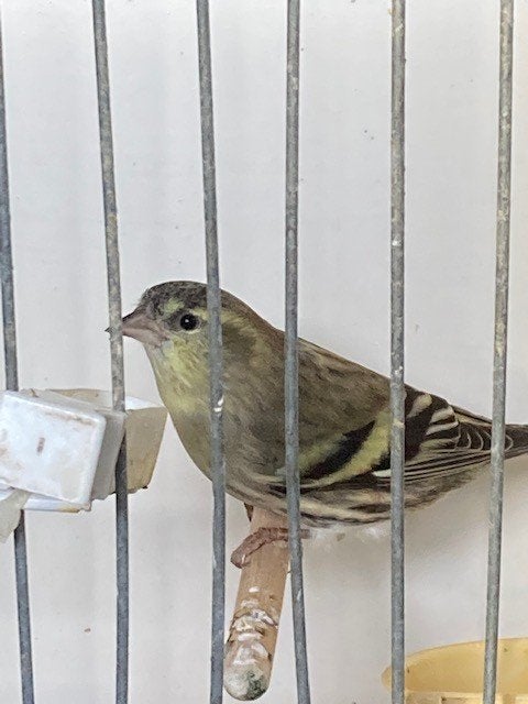 sijsen, Oiseau chanteur sauvage