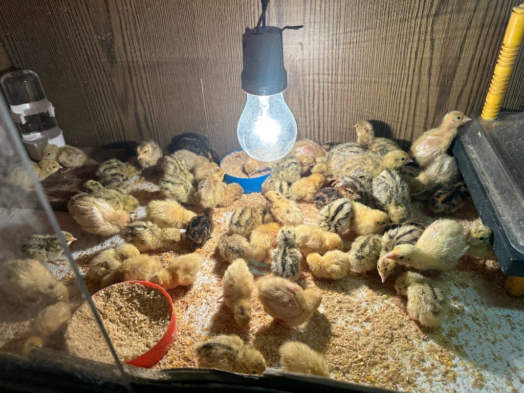 Kwartel kuikentjes, Dieren en Toebehoren, Pluimvee, Overige soorten, Meerdere dieren