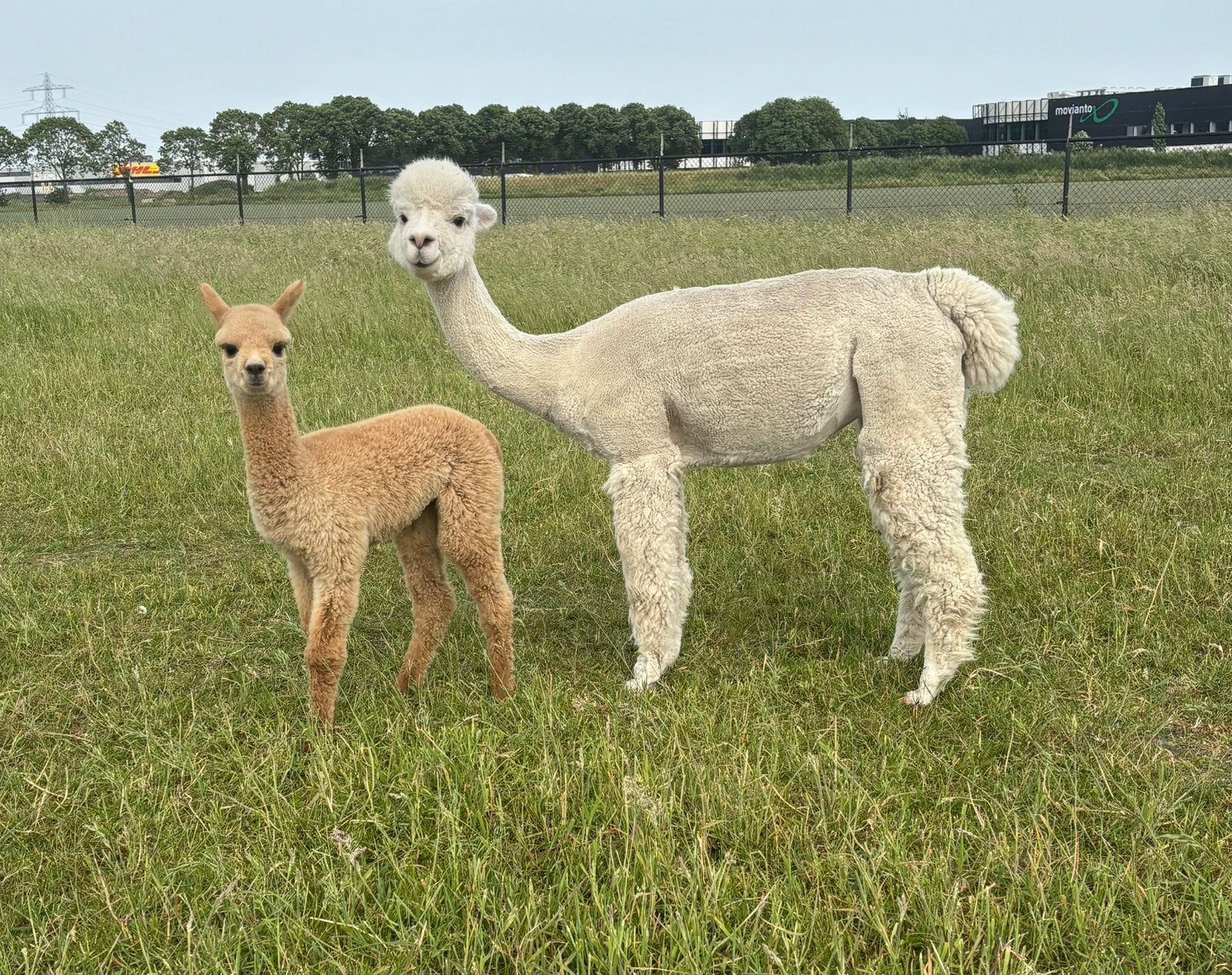 Stamboom merrie met merrie veulen, Juillet, Plusieurs animaux