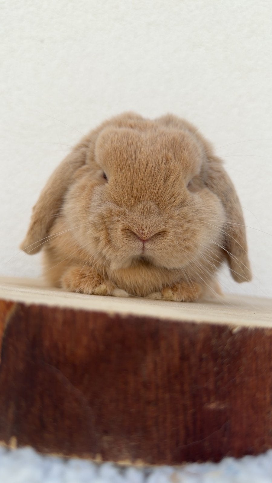 Prachtige MiniLop ram Lilac Harli VC met stamboom, Dieren en Toebehoren