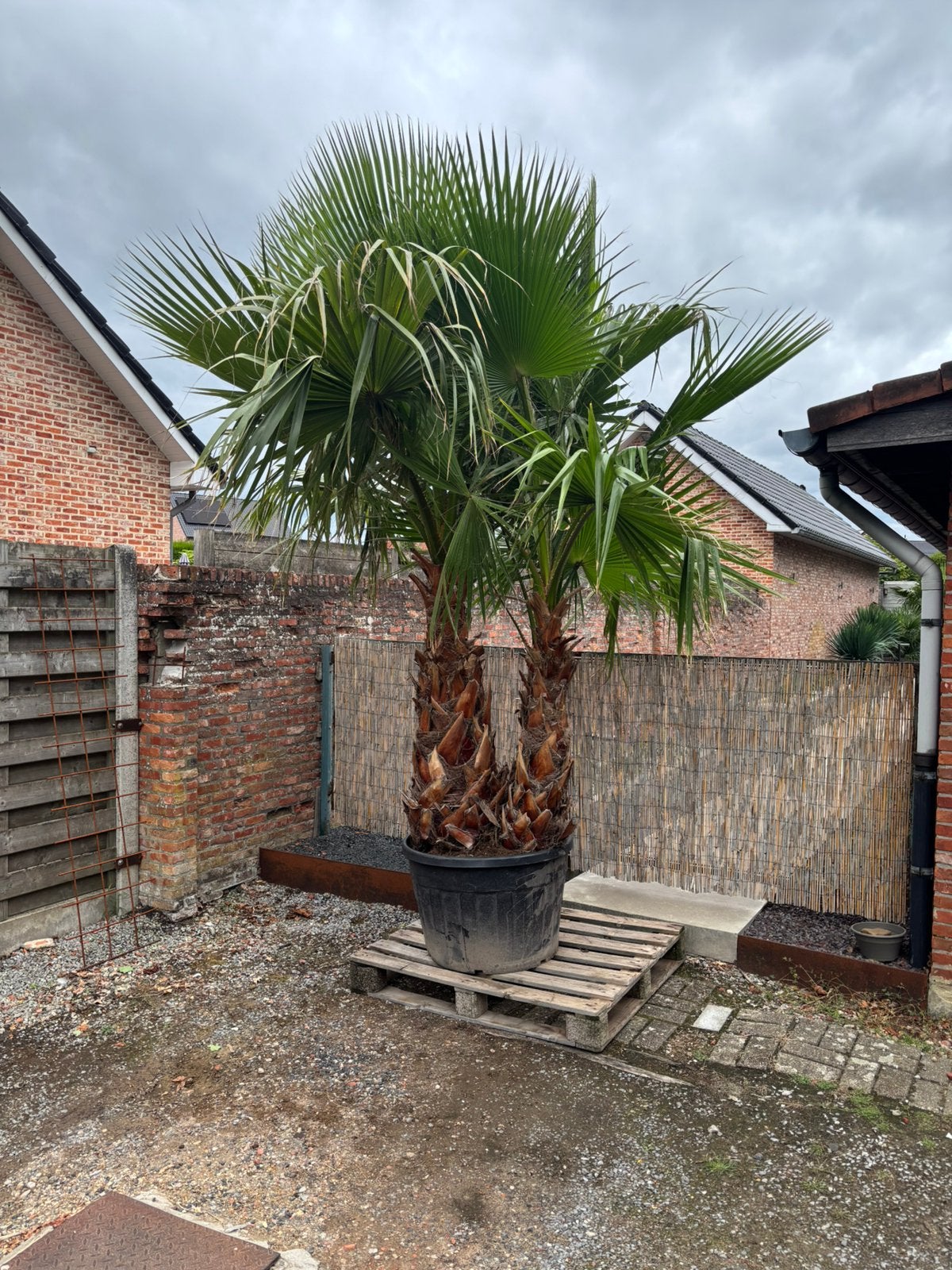 Mexicaanse waaierplamen (washingtonia robusta), Ophalen, Volle zon