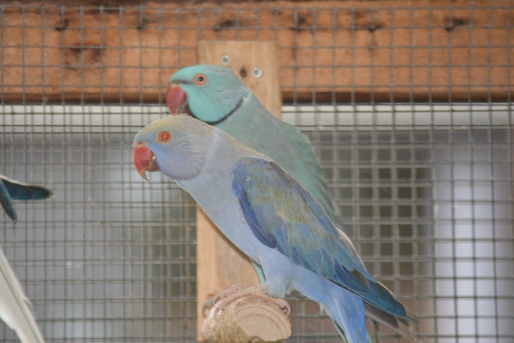 couple reproducteur /opaline/butterc x buttercup opaline, Plusieurs animaux, Perruche, Bagué
