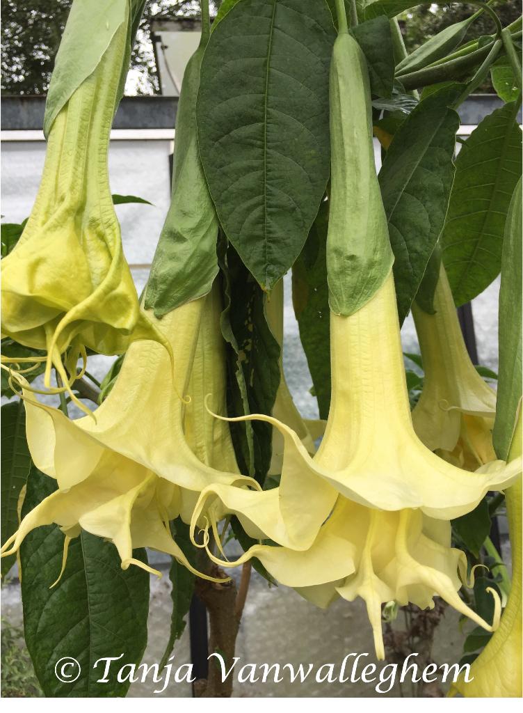 Angels Glory Brugmansia planten (Dubbelbloemig), Autres espèces, Plein soleil, Été, Enlèvement