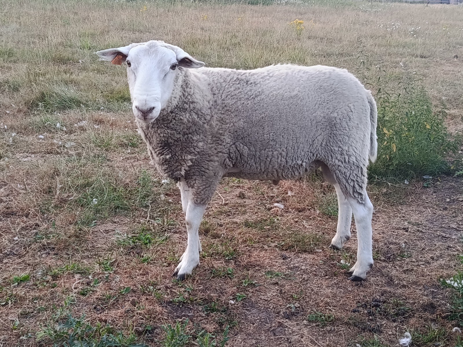 jaarling dekram, Dieren en Toebehoren