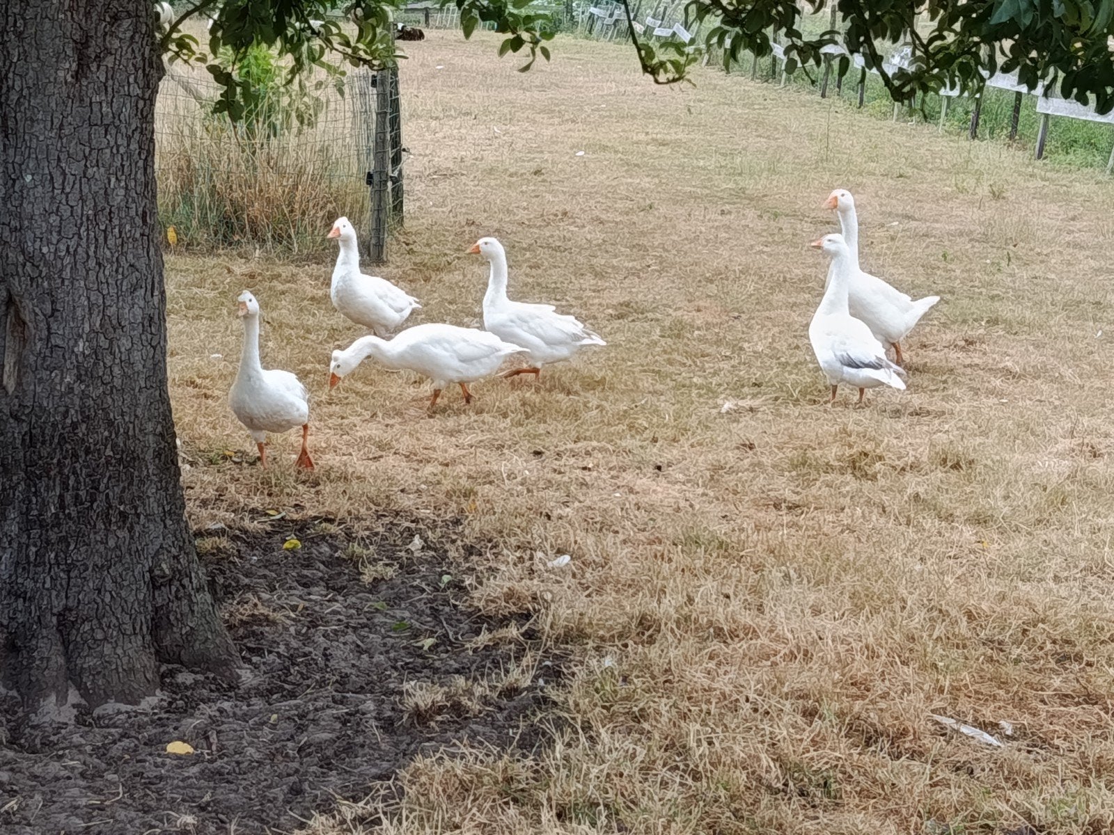 jonge ganzen, Dieren en Toebehoren, Pluimvee