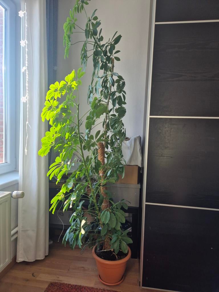 Plante, Enlèvement