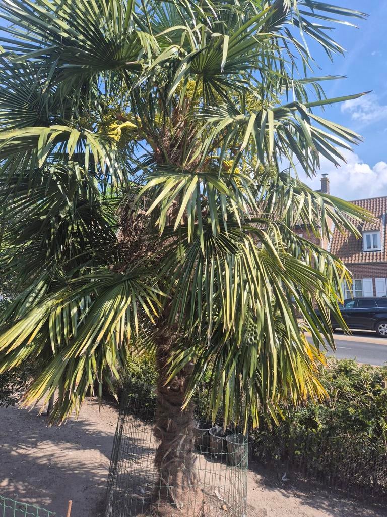 Palmboom ong 5m hoog, Tuin en Terras, Ophalen