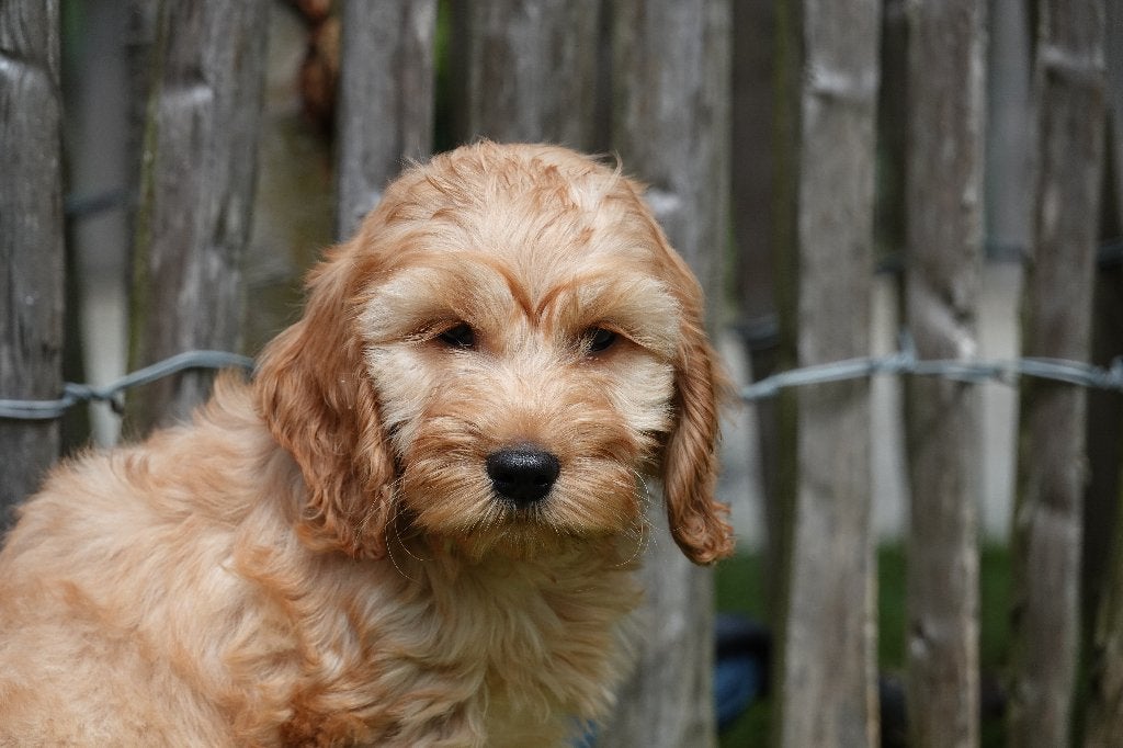 Prachtige Cockapoo pups (abrikoos, sable & zwart), België, Overige rassen, 8 tot 15 weken, Meerdere