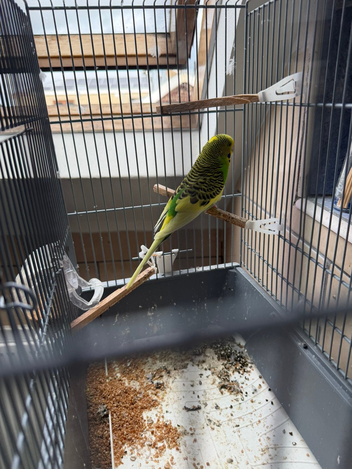Perruches avec son cage, Perruche
