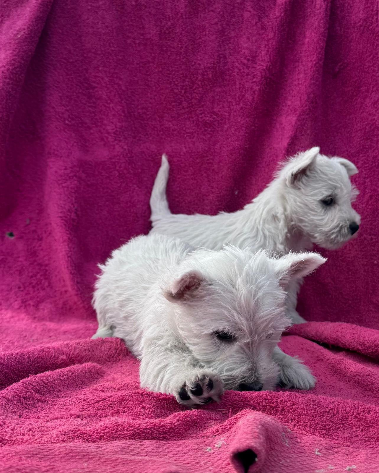 Westhighland white terrier pups/westie /westy/wit, Dieren en Toebehoren, België, Fokker | Hobbymatig, Overige rassen, CDV (hondenziekte)