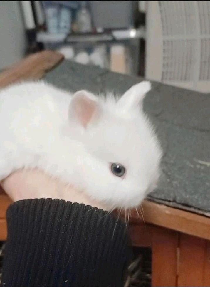 Bébé lapin polonais aux yeux bleus, Animaux & Accessoires, Lapins, Femelle, Nain