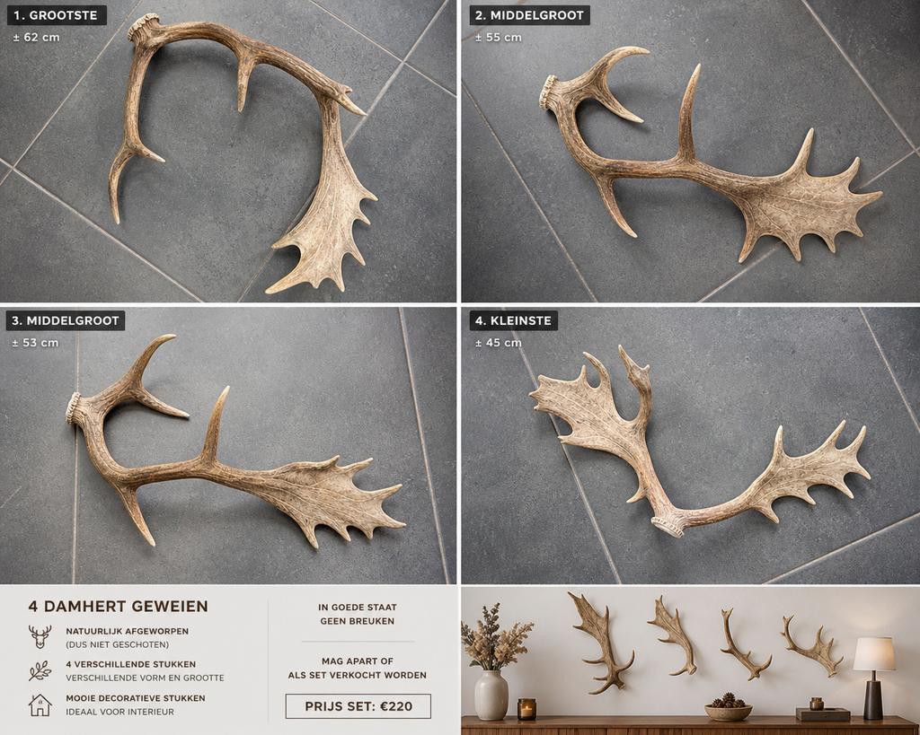 4 damhert geweien – unieke decoratieve stukken (ook apart), Ophalen, Zo goed als nieuw