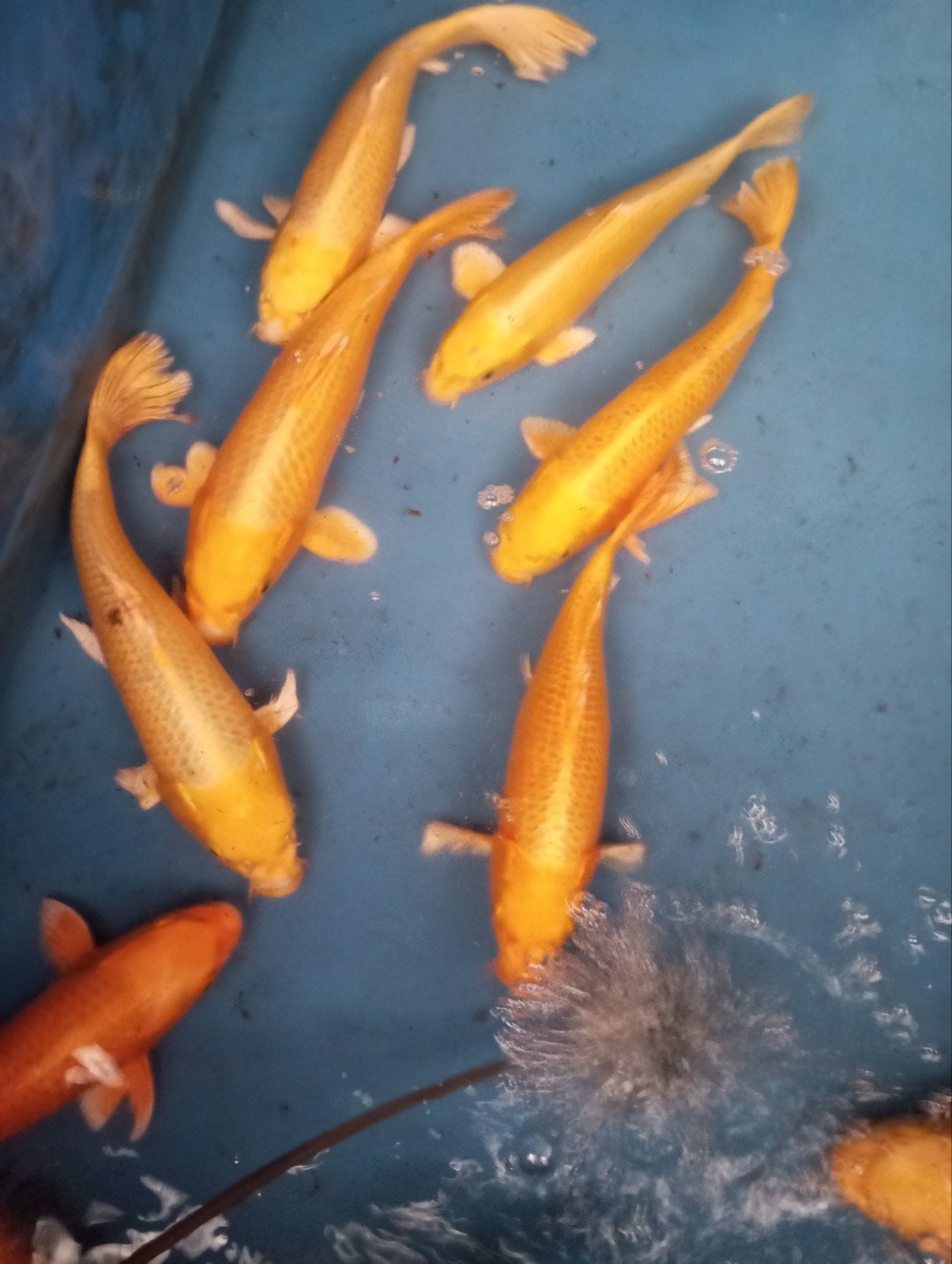 koi s 30 35 cm