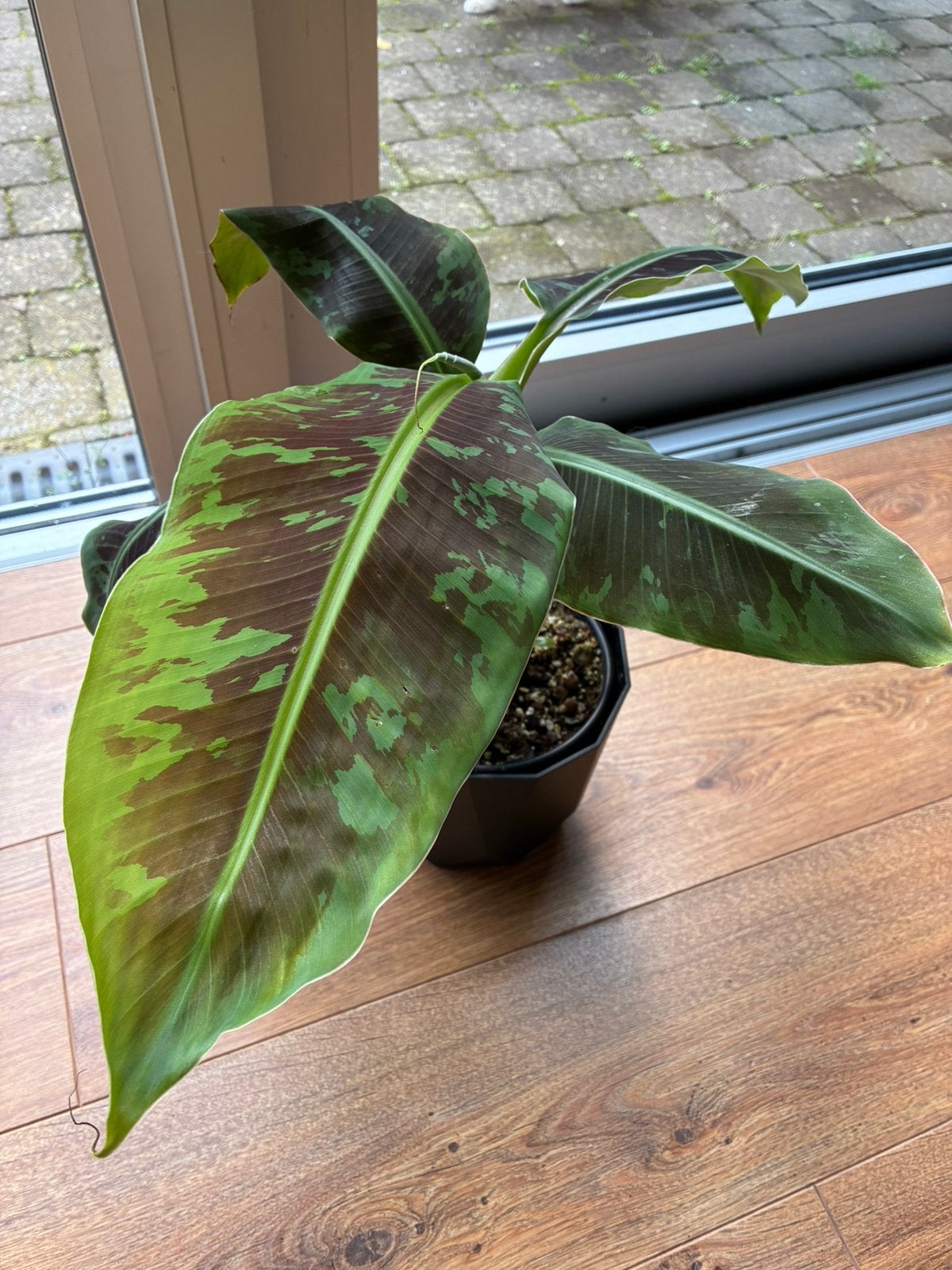 Musa Cavendish banaan, Maison & Meubles, Plantes d'intérieur, Autres espèces, Moins de 100 cm, Plante verte, Plein soleil