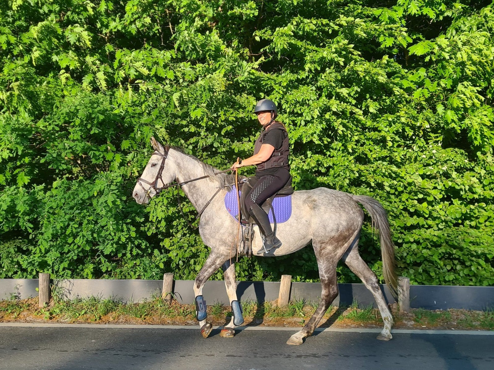 Aanhankelijke lieve 7 jarige merrie, Avec pedigree, B, 165 à 170 cm, Cheval de récréation