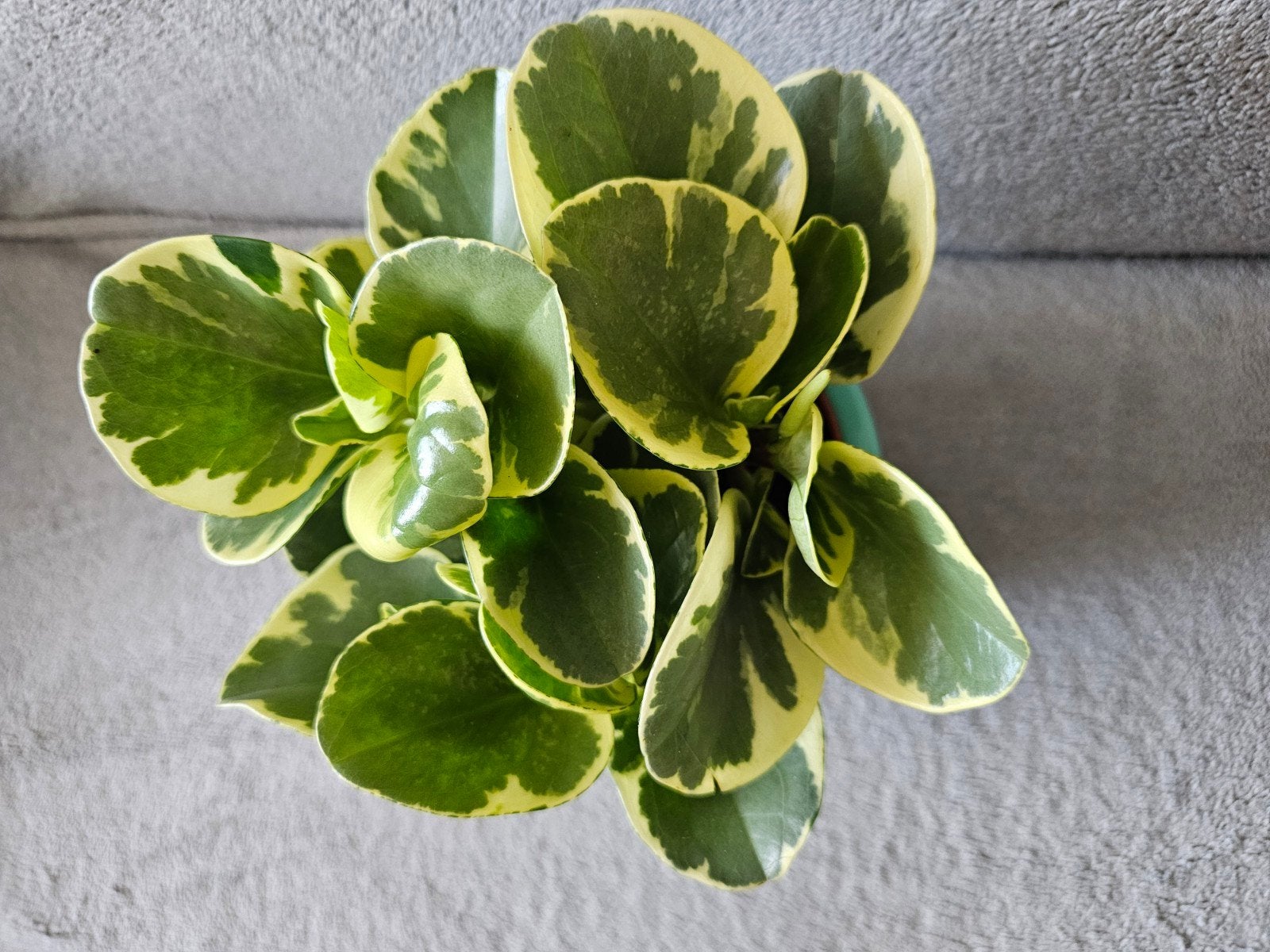 Peperomia panaché (sans le cache pot), Maison & Meubles, Enlèvement