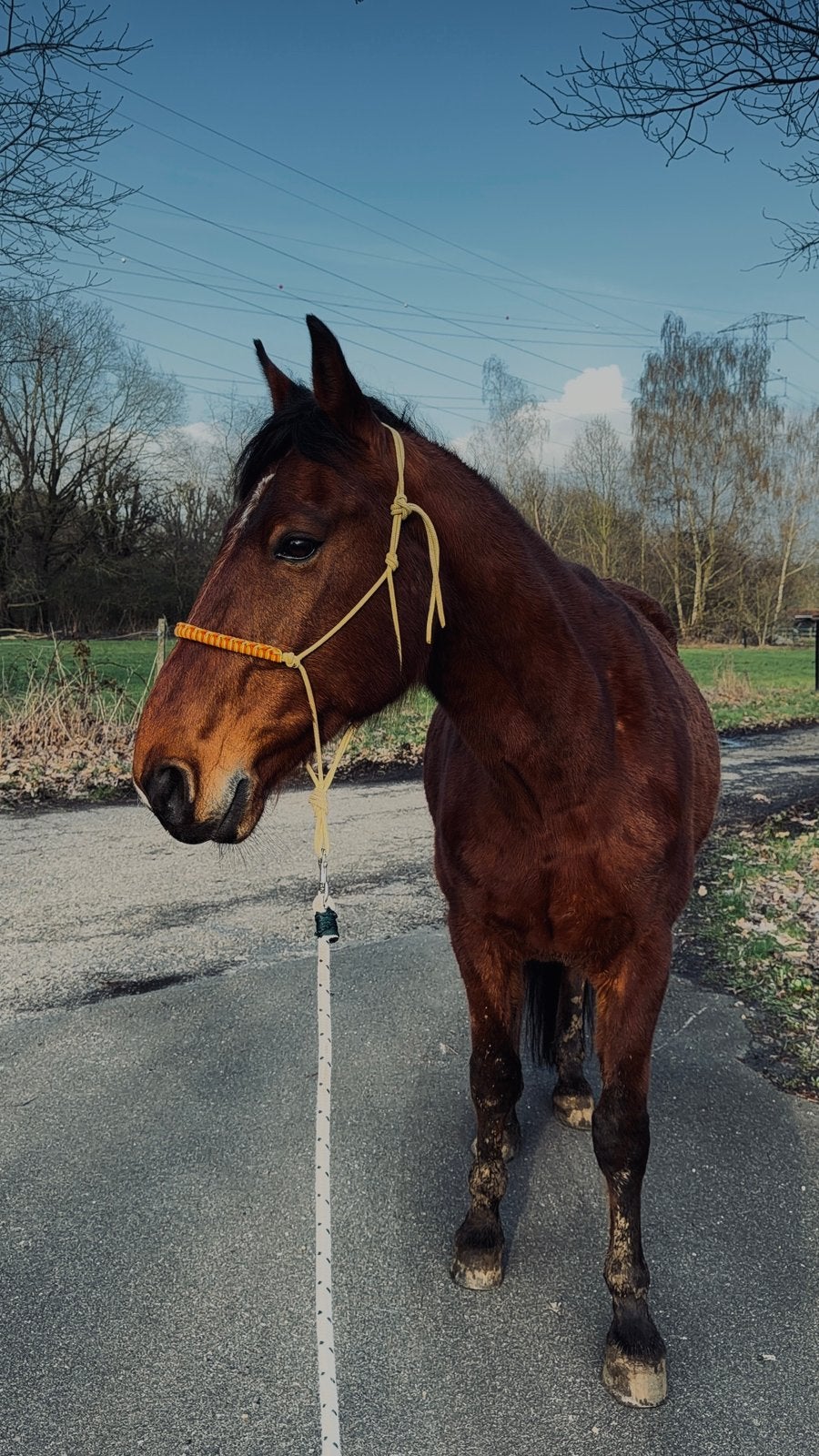 Recreatieve ruin te koop, Hongre