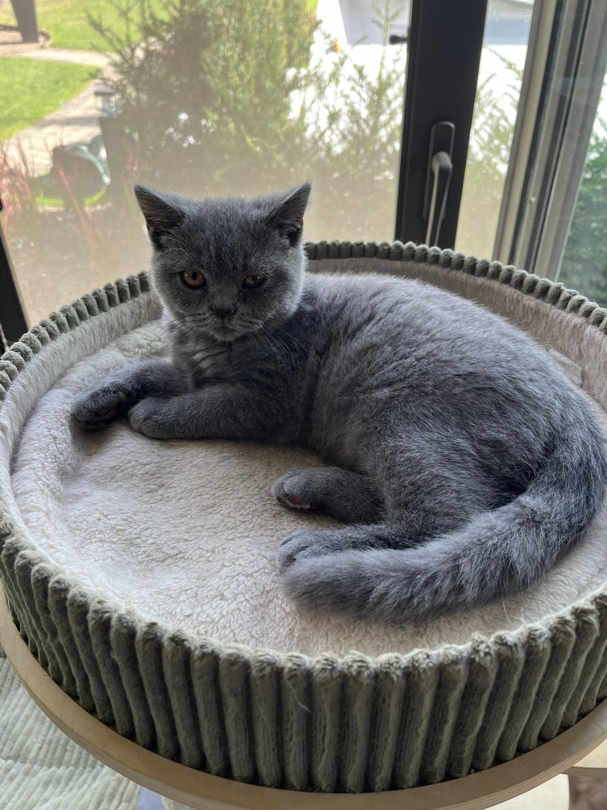 Brits korthaar -  kiitend, Chat, Avec pedigree, 0 à 2 ans