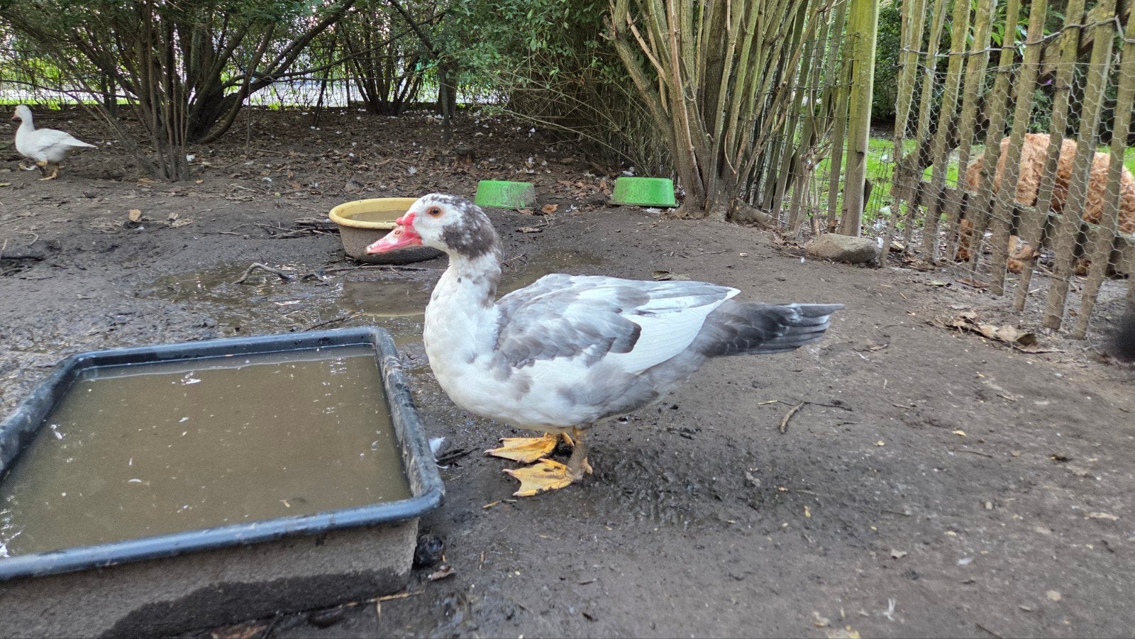 Barberies, Dieren en Toebehoren