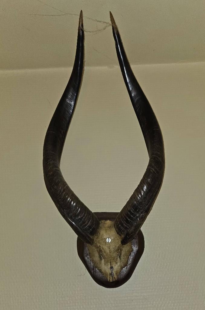 Corne antilope kudu, Collections, Collections Animaux, Enlèvement, Comme neuf, Animal sauvage, Bois ou Tête