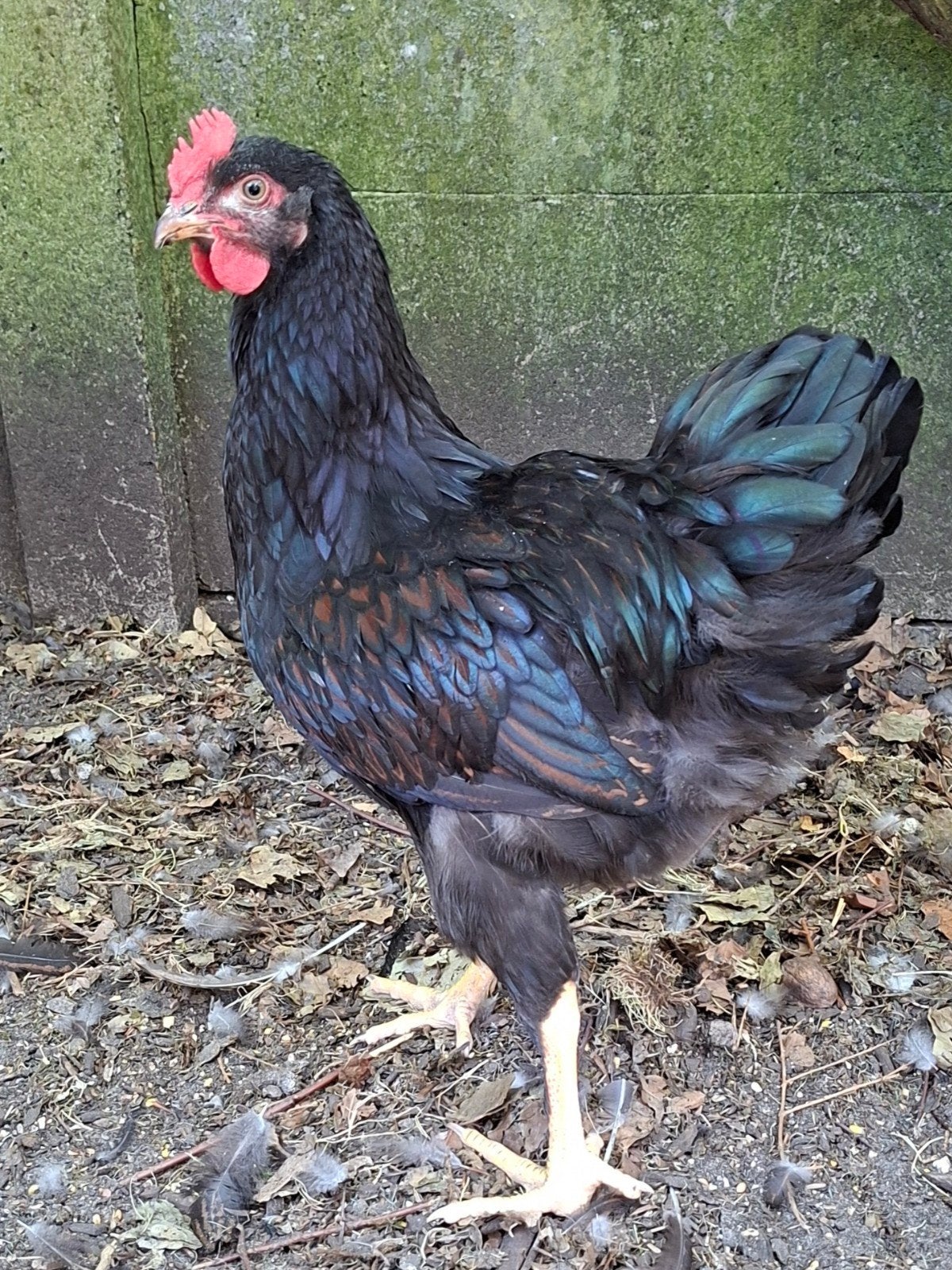 10 jonge Barnevelder hanen., Dieren en Toebehoren, Pluimvee, Mannelijk, Kip