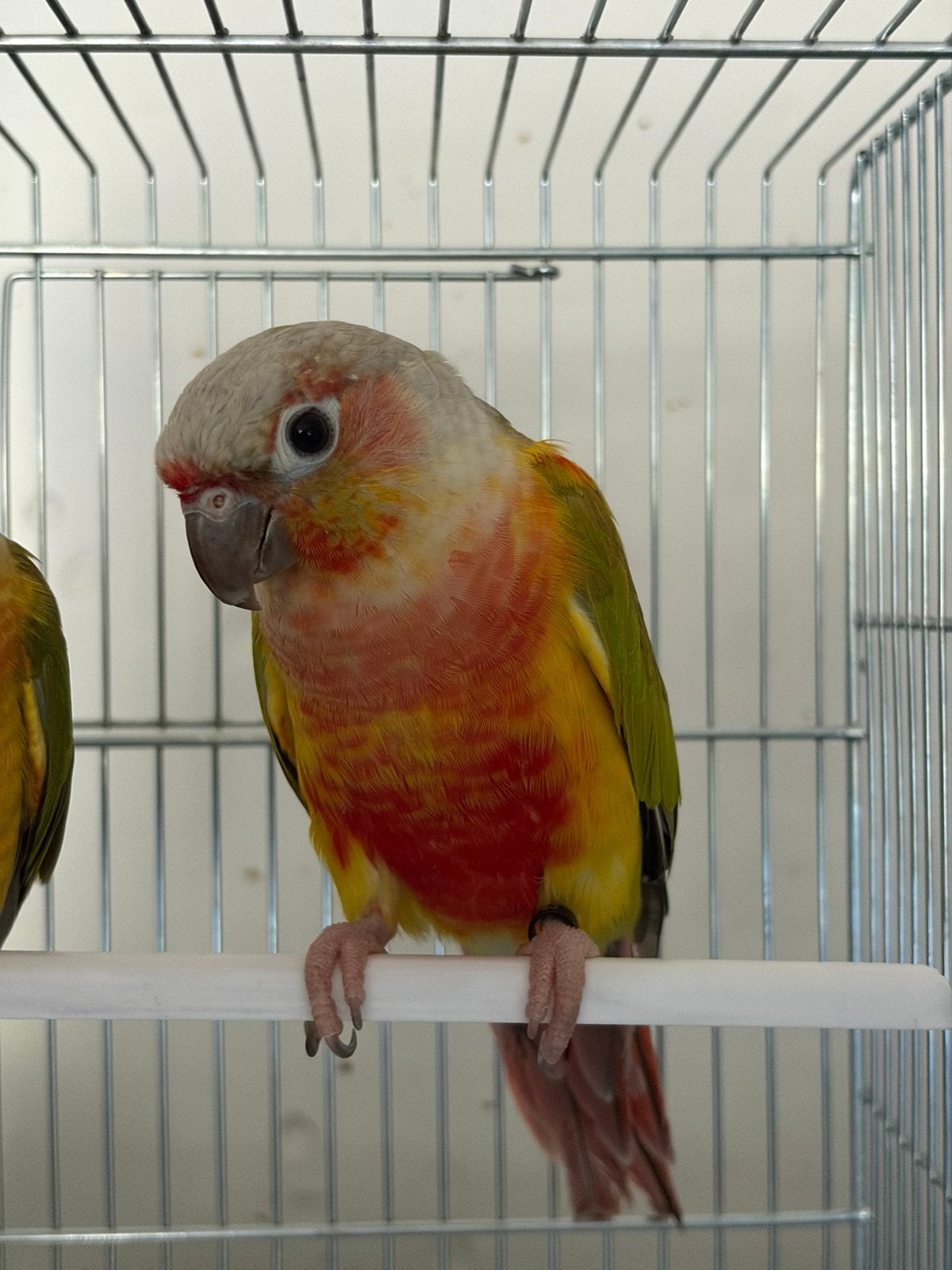 Couple pyrrhura dilute, Mâle, Perroquet