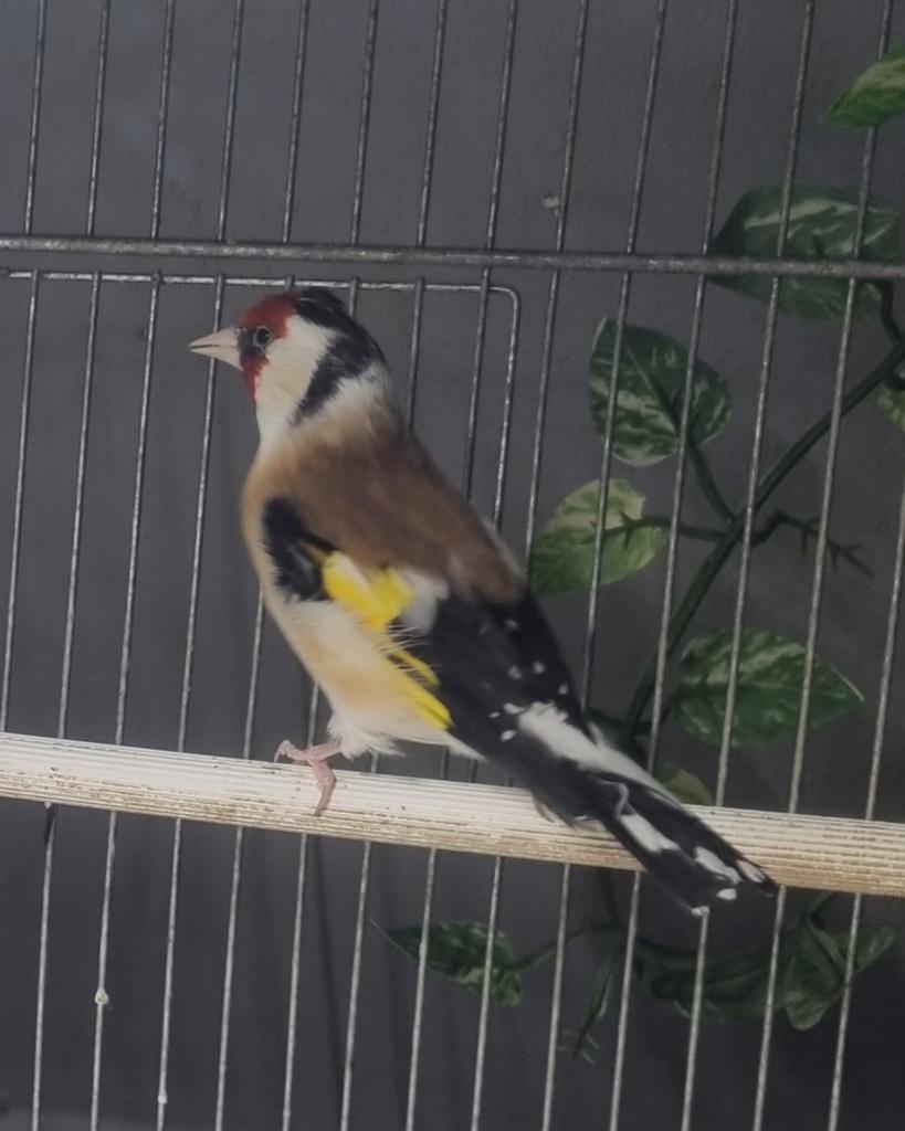 Male chardonneret