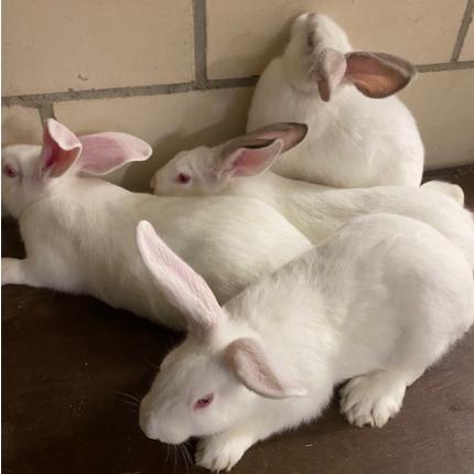 konijnen, Dieren en Toebehoren, Konijnen, Meerdere dieren, Groot, 0 tot 2 jaar