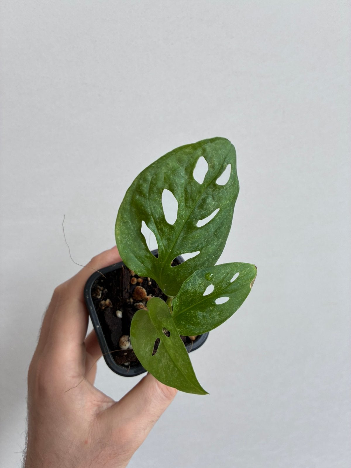 Monstera adasonii mint, Enlèvement
