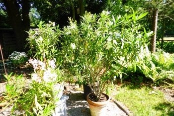 oleander, Volle zon, Vaste plant, Zomer, Ophalen