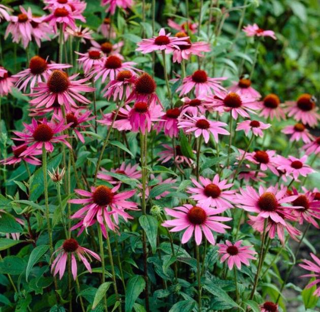 Echinacea purpurea, Tuin en Terras, Ophalen, Zomer, Vaste plant, Volle zon