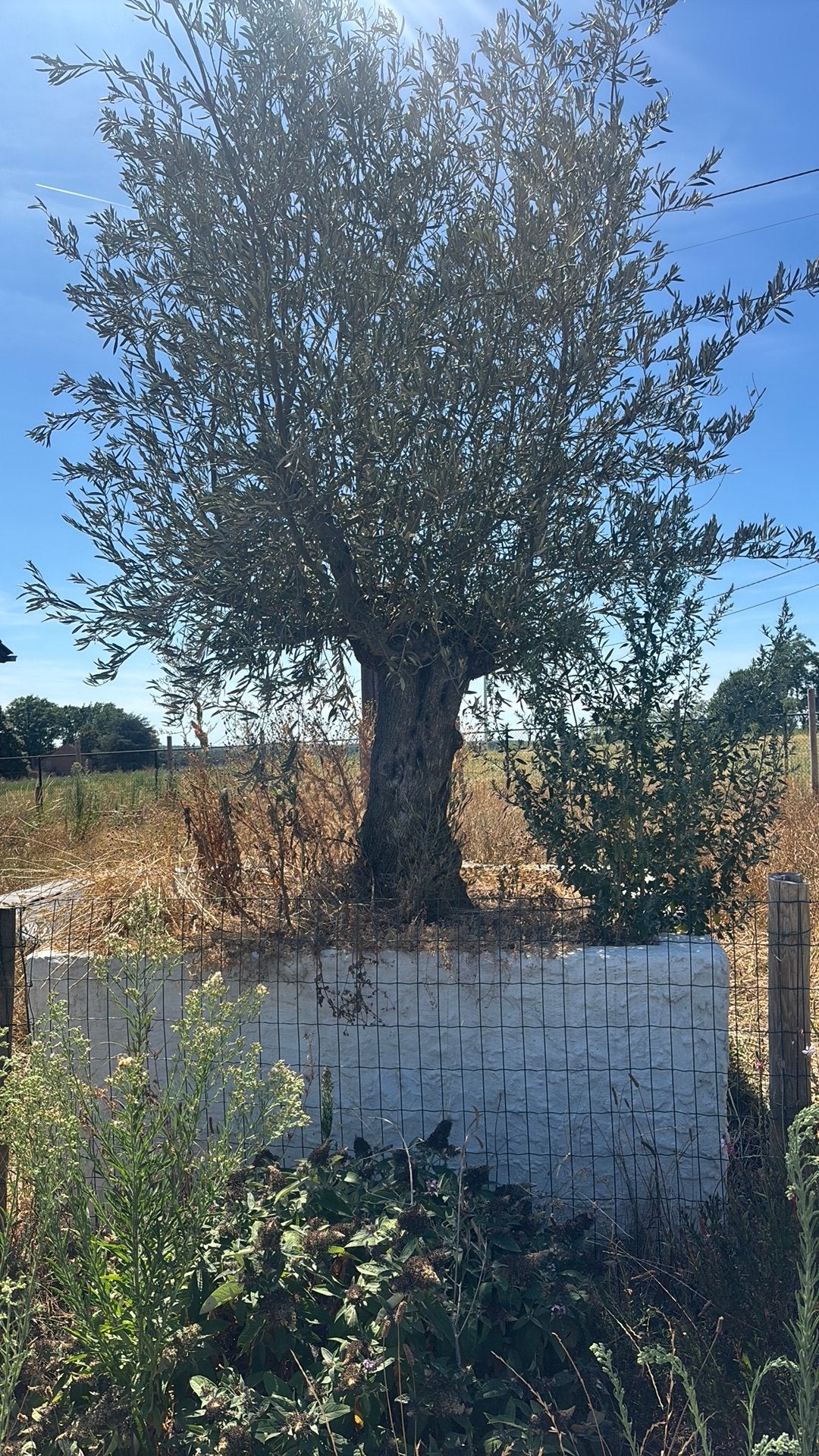 Olijfboom in bak, Tuin en Terras, Ophalen, Olijfboom