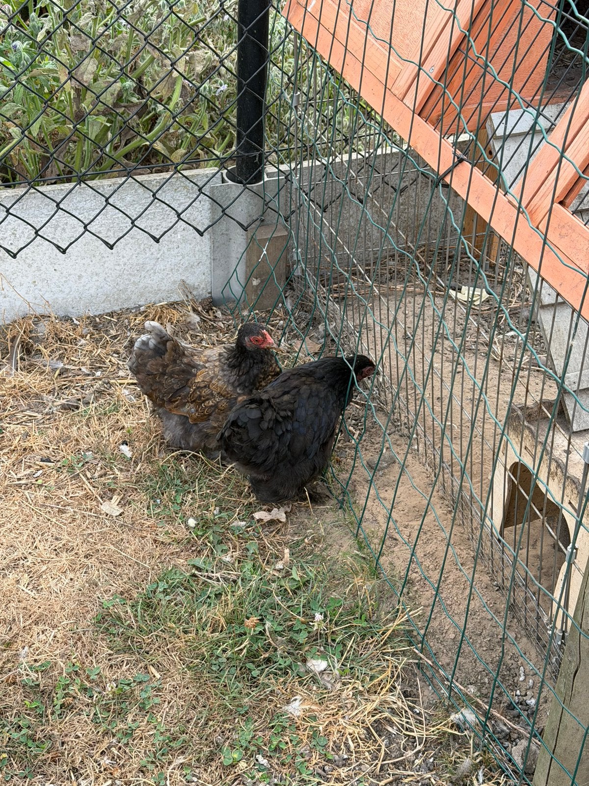 Trio jonge cochin kriel, Dieren en Toebehoren, Pluimvee