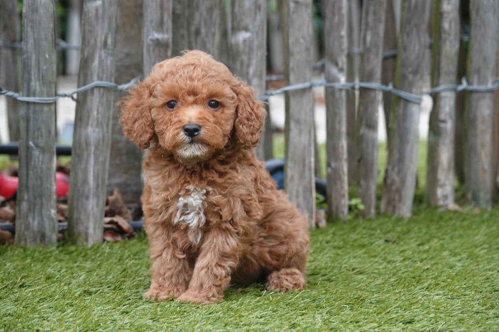 Prachtige abrikoos/rode Mini-labradoodle pups (30-35cm), België, Overige rassen, CDV (hondenziekte), 8 tot 15 weken
