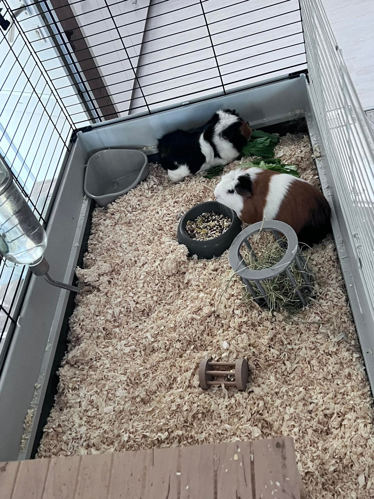2 cavia’s, Dieren en Toebehoren, Januari, Cavia, Tam