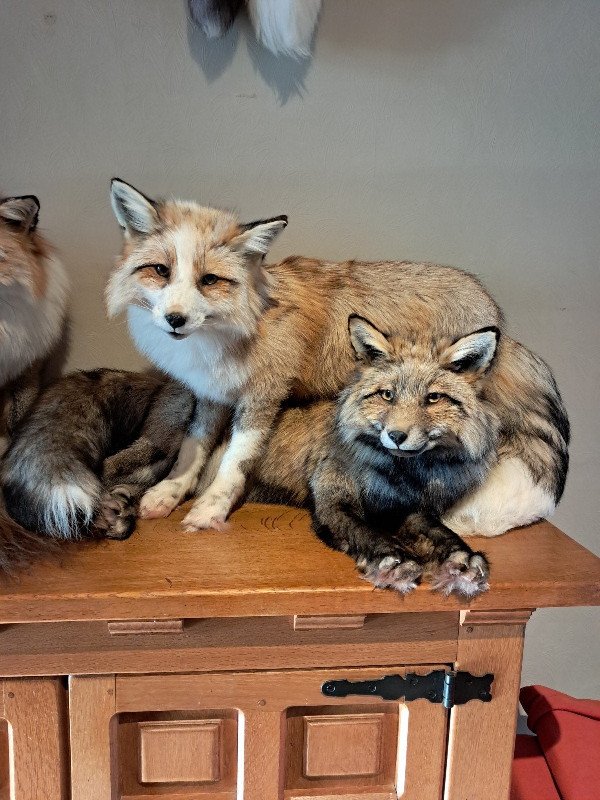 Taxidermie Softmount Fox, Enlèvement ou Envoi